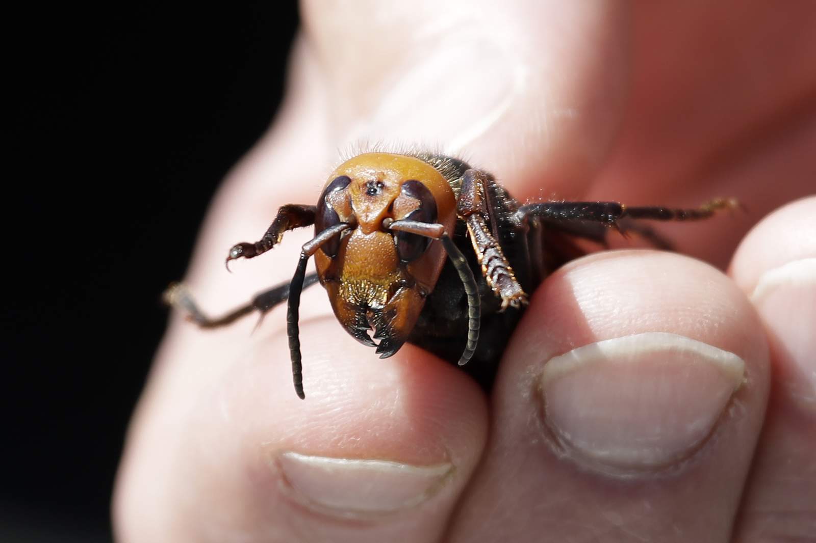 Two more Asian ’murder hornets’ found in Washington State, WSDA officials say