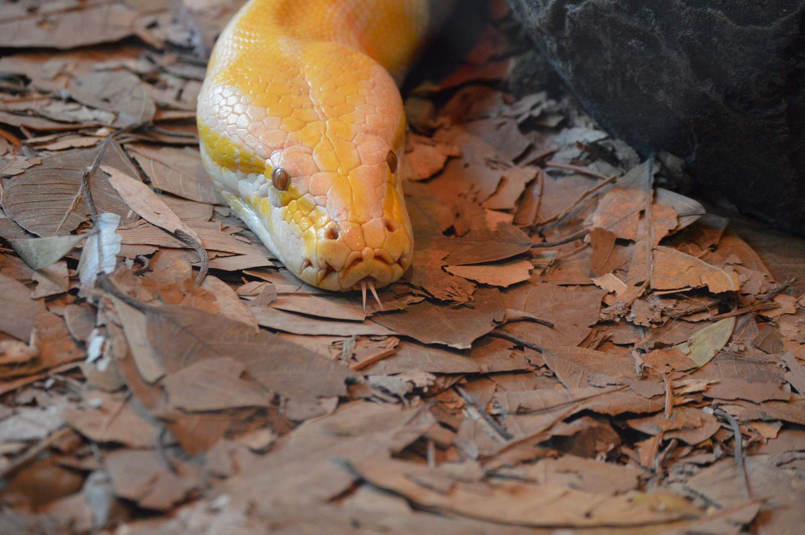 Police: Couple steals $300 albino python from pet store