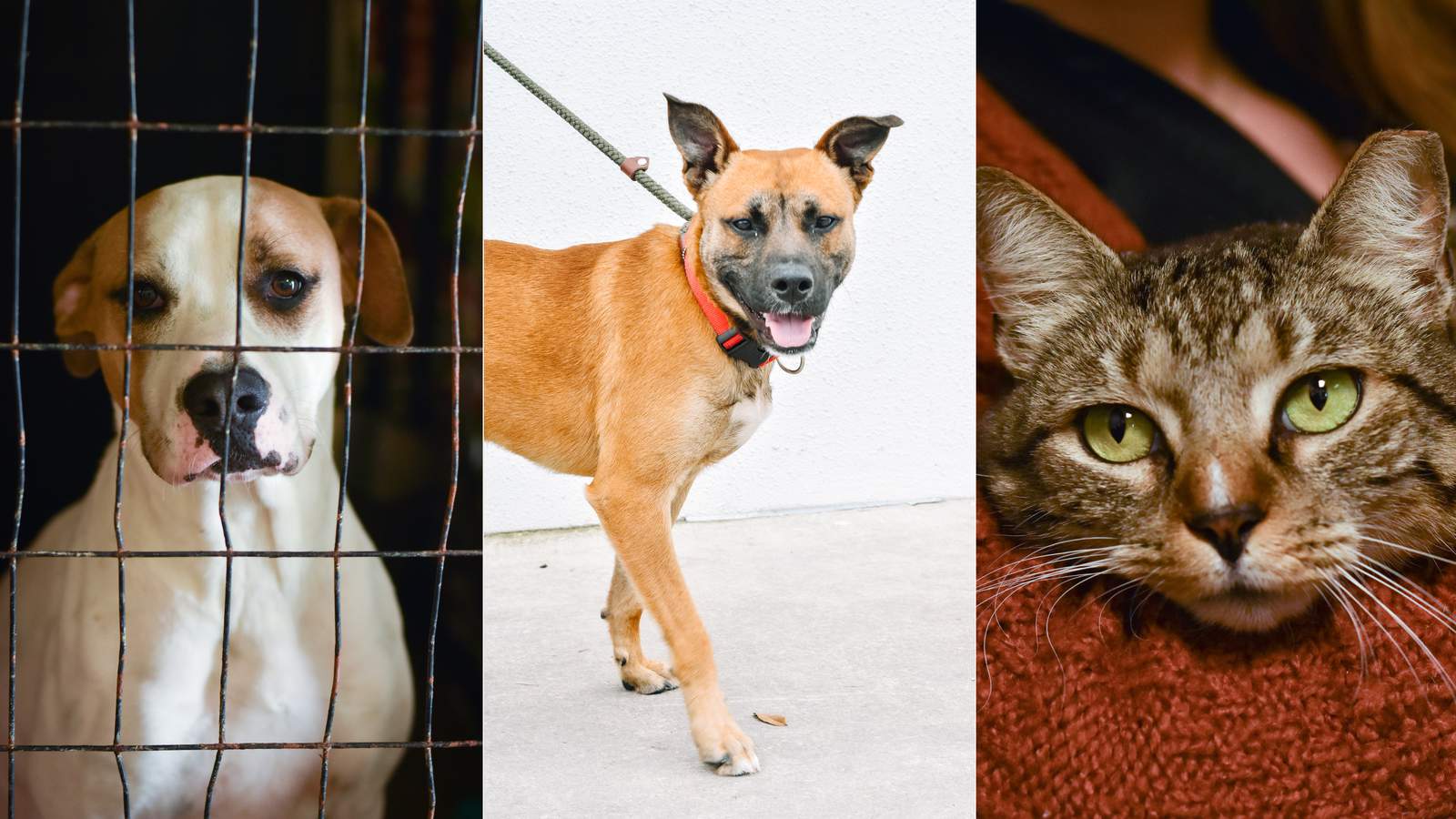 San Antonio Pets Alive lowers adoption fees to $10, asks for fosters
