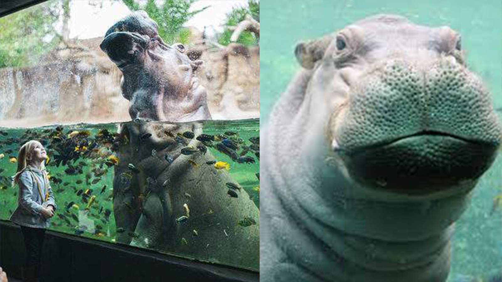 San Antonio Zoo’s Timothy the hippo goes viral for leaping like a dolphin